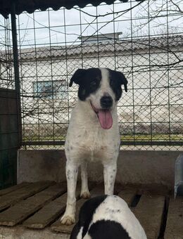 Kiano sucht ein zu Hause - Fließem