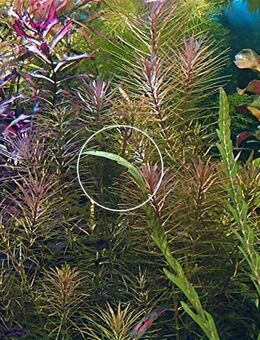 Rotala wallichii, Wasserpflanzen (Versand, Abholung) - Mechernich