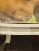 Kinder Schreibtisch weis in 83101