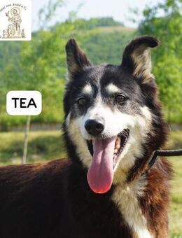 Tea - gemeinsam statt einsam ... - Kissing