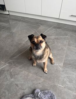 Ein letztes Geschenk aus Liebe – ich suche ein neues Zuhause für meinen Hund - München