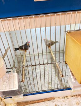 Zebrafinken - Papenburg