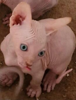 Canadian sphynx Kitten - Bielefeld