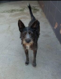 Bruno, ein Traum in schwarz - Berlin