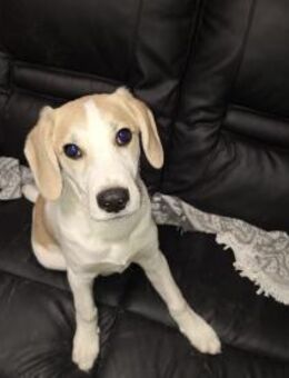 🐶 Buddy fröhlicher Beagle-Mix-Bub - Kassel