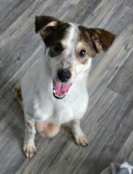 JOSCHI - fröhlicher Rüde trotz Handicap - Kallmünz