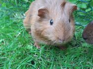 Meerschweinchen - Bremen