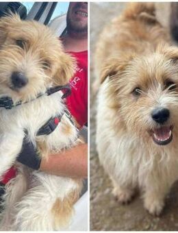 Lustiger BENJI sucht Für-Immer-Zuhause - Neuberg