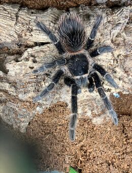 Vogelspinne Spinne Lasiodora parahybana - Peine Zentrum