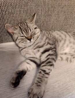 BKH Katze Nala - Niederkassel