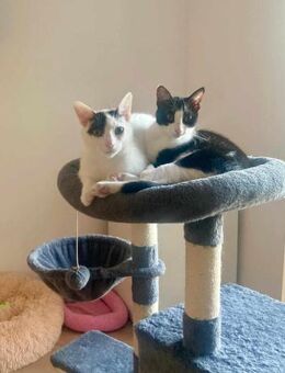 Penny und Pepe suchen ein Zuhause - Margetshöchheim