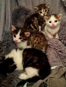 Katzenbabys 3 Wochen😻 - Saarbrücken