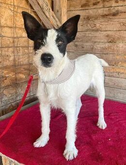 lebenslustiger JERRY - Mamming