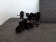 7 Baby Kater Abzugeben (Mehr Fotos folgen) - Dortmund Derne