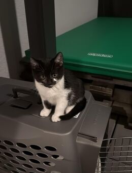 11 Wochen alte Kitten aus Ffm - Frankfurt (Main) Westend-Nord
