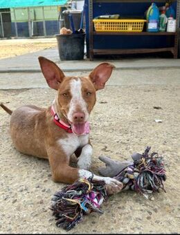 PIPA - sucht ihre Menschen - Marienfließ