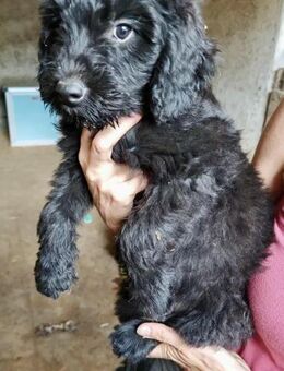 Puli-Magyar Vizsla Mix Welpe, 3 Monate - Kappeln (Schleswig-Holstein)