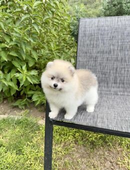 Ich verkaufe Pomerania - Leipzig