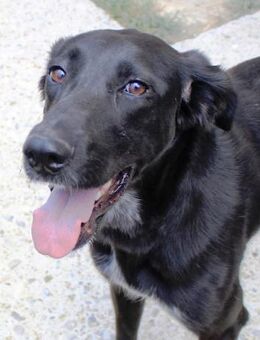 Xena - lebensfrohe,aktive,liebe Hündin - Hamburg