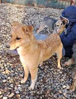 LOTTE - hätte gerne eine Familie - Konstanz