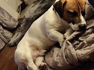 Herzhund in liebevolle Hände - Kiel Ellerbek