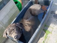 Junghund / Welpe Berry sucht hundeerfahrenes neues Zuhause (Labrador, charcoal) - Wunstorf