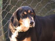 ELPIDA - zurückhaltende liebe Hundedame - Aerzen