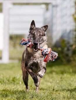 Nelson ein toller Hollandse Herder Mix - Bad Wünnenberg