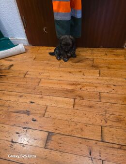 Yorkshire Terrier chihuahua Welpen - Mühlhausen (Thüringen)