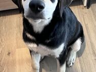 Familie für Peppino gesucht - Bissingen