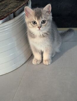 BKH Kitten - Vechelde