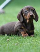 Zwergdackel in 80937