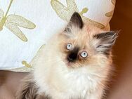 Neva Masquarade Kitten Katzenbaby Kätzchen Katze Flaumie - Querfurt