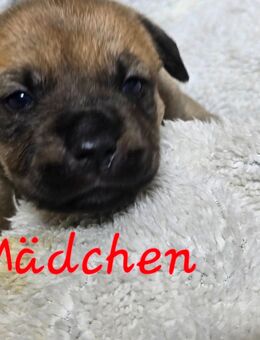 OEB Mix Welpen - Varel