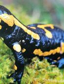 Feuersalamander in 01744