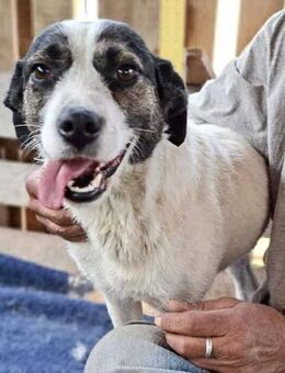 Gloria - tolle Familienhündin - Koblenz