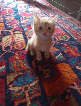 Britisch lang kurzhaar mix kitten - Gütersloh