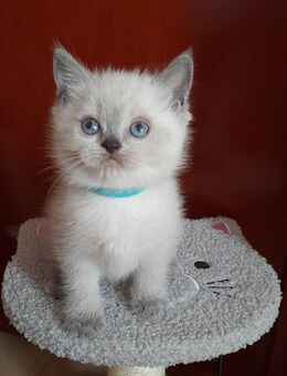 Niedliche Kitten Britisch Kurzhaar zu verkaufen - Bennewitz