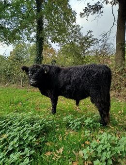 Galloway Bulle - Leer (Ostfriesland)