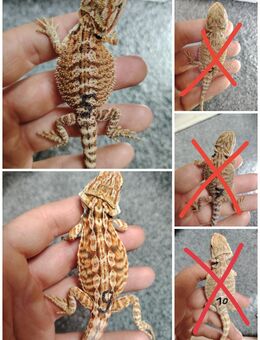 Cawley red mix Babys abzugeben - Gotha