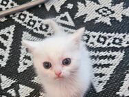 BKH Kitten männlich und weiblich in white - Lehrte