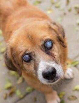 BENEDICT - Liebe und Geborgenheit - Overath