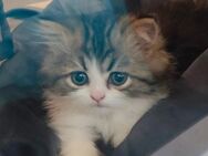 Main-Coon-Mix Kitten 12 Wochen alt. abgabebereit - Freigericht
