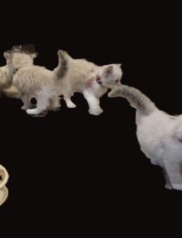 Traumhafte reinrassige Ragdolls 5 Kitten - Kirchheim (Teck) Zentrum