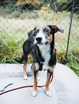 yuki, liebe Junghündin - Lindenberg (Rheinland-Pfalz)