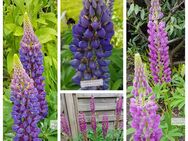 Samen Lupine Bio rosa, lila, dunkelrosa, viele weitere Sorten - Norderstedt