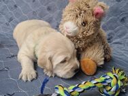 Labrador-Retriever Welpen - Neuenkirchen-Vörden