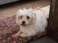 Klein Parcel ist eine Seele von Hund! - Karben