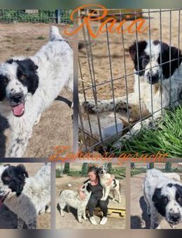 Freundliche Raia ❤️ - Mannheim