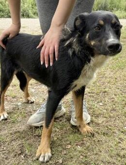 Teneo ein toller Rüde - Flörsheim-Dalsheim